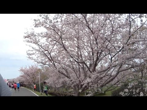 さが桜マラソン2016