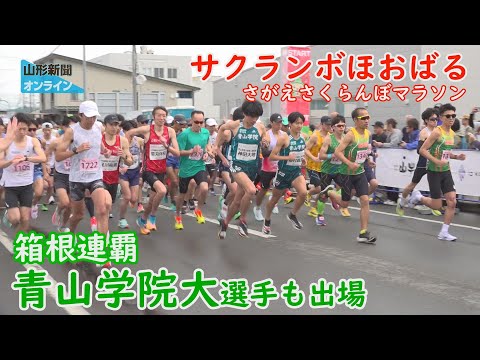サクランボほおばる「さがえさくらんぼマラソン」　山形県寒河江市