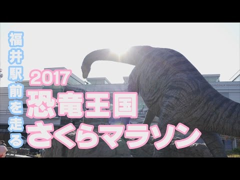 【2.6km地点撮影】2017恐竜王国さくらマラソン【福井県福井市】