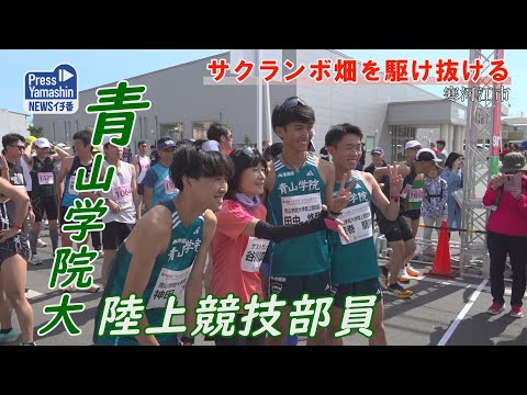 サクランボ畑を駆け抜ける さがえさくらんぼマラソン　山形県寒河江市