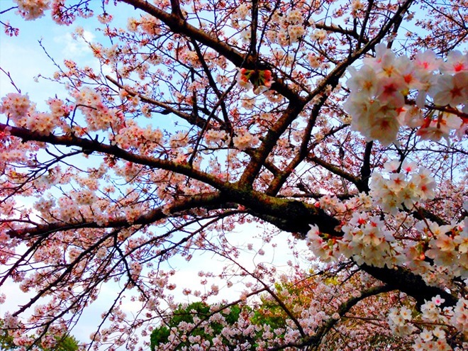 穂の国・豊橋ハーフマラソン 大会会場の桜祭り